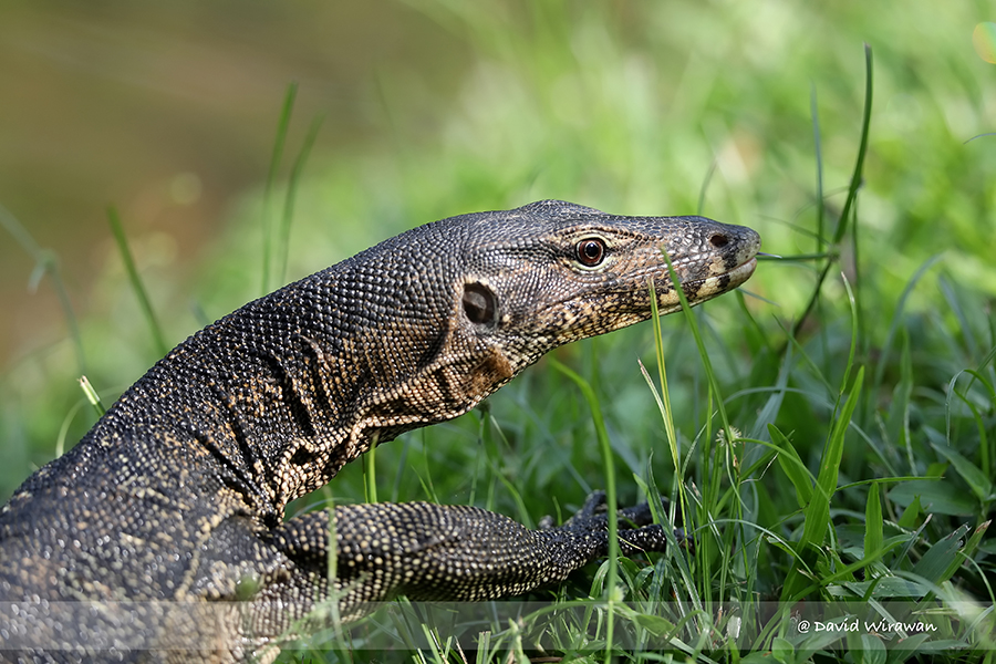 Monitor Lizard - Singapore Geographic