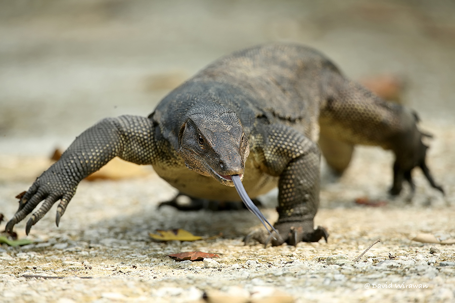 Monitor Lizard - Singapore Geographic