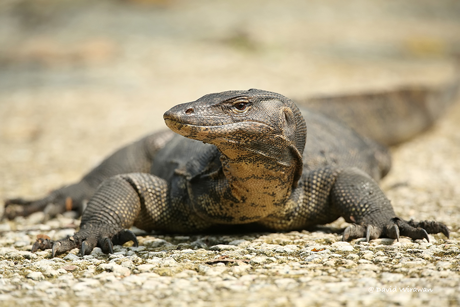 Monitor Lizard - Singapore Geographic