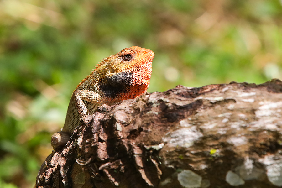 Changeable Lizard - Oriental Garden Lizard - Singapore Geographic