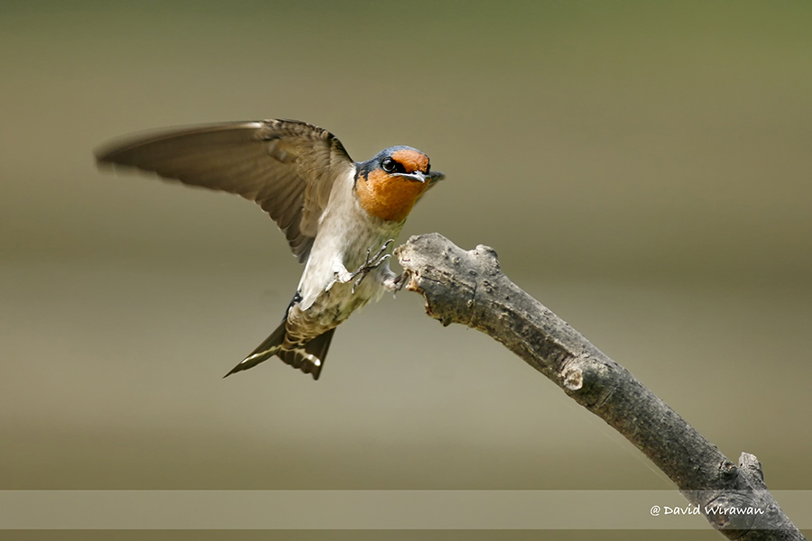 pacific-swallow-singapore-geographic