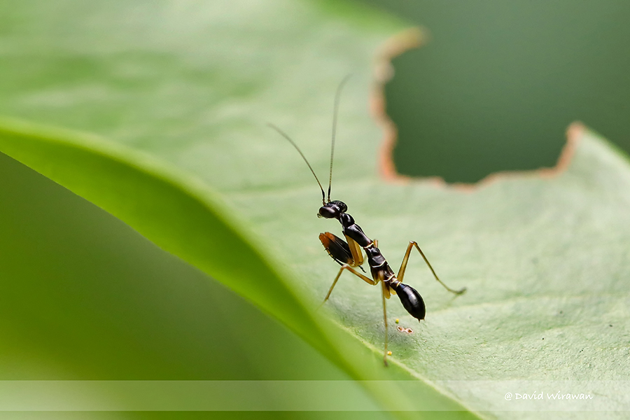 Asian Ant Mantis - Odontomantis planiceps - Singapore Geographic