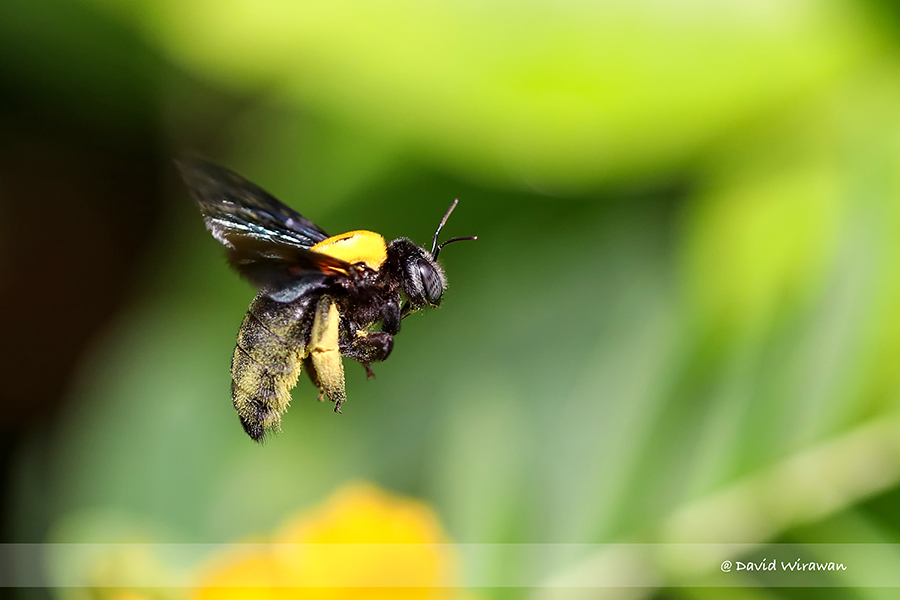 small yellow and black bee