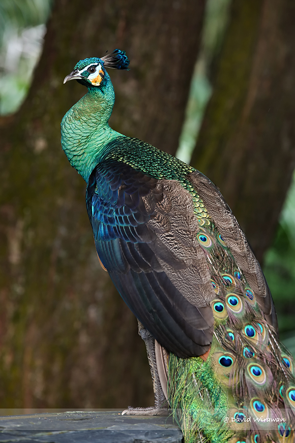 Green Peacock - Singapore Geographic