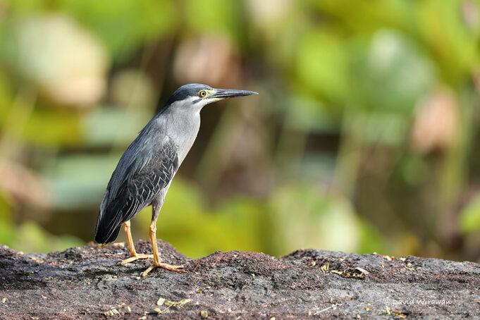 Striated Heron - Singapore Geographic