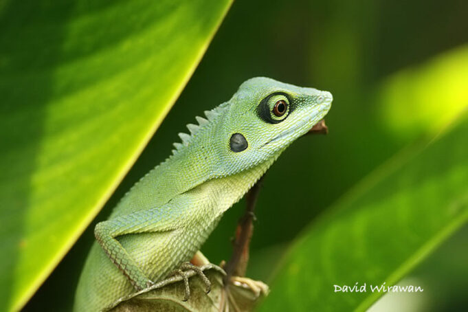 Green Crested Lizard - Bronchocela cristatella - Singapore Geographic