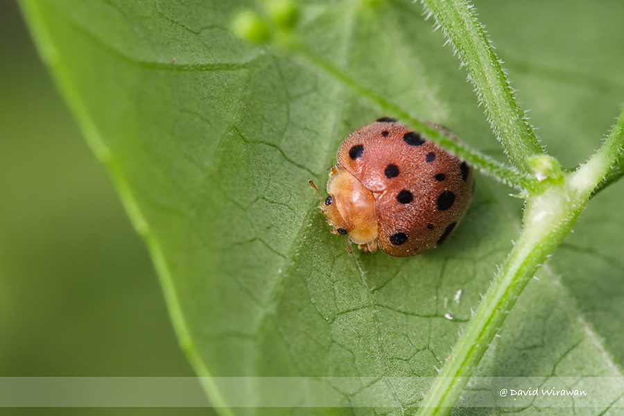 why-are-these-insects-called-ladybugs-singapore-geographic