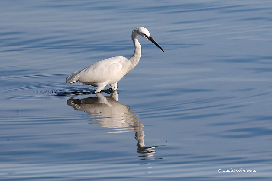 Little Egret - Singapore Geographic