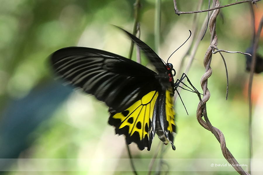 Common Birdwing Butterfly - Singapore Geographic