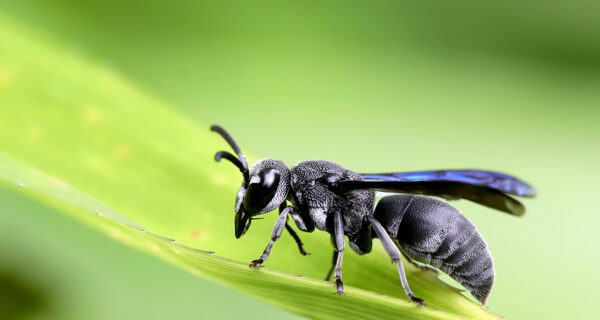 black potter wasp