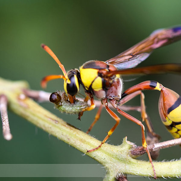 Bee - Wasp - Hornet Checklist - Singapore Geographic