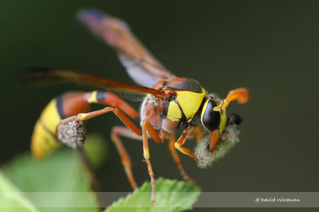 Red Back Mud Wasp - Delta esuriens - Singapore Geographic