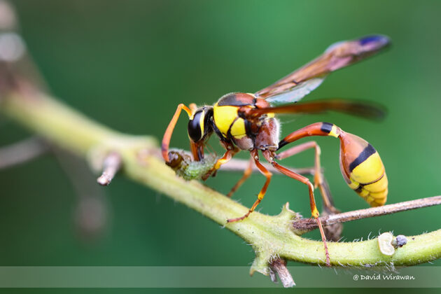 Red Back Mud Wasp - Delta esuriens - Singapore Geographic