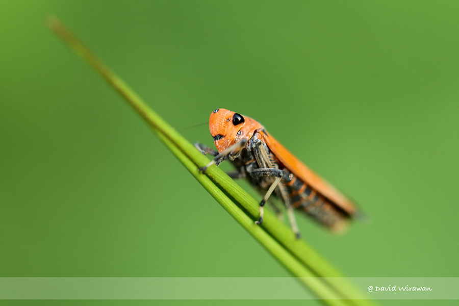 wasp sharpshooter