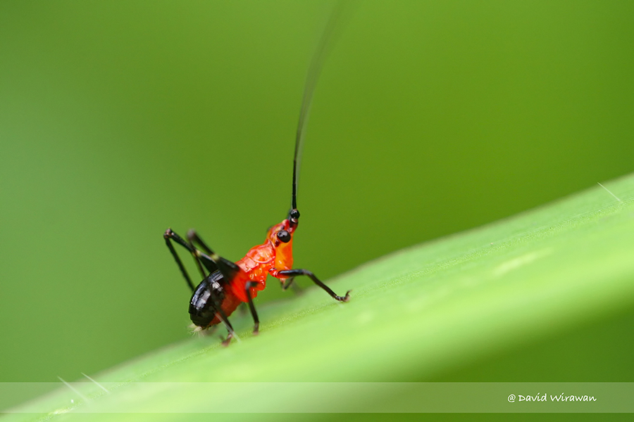 Black-kneed Meadow Katydid - Singapore Geographic