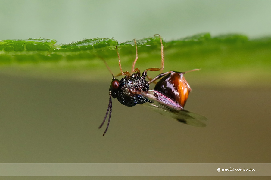 Eucharitidae Wasp - Singapore Geographic