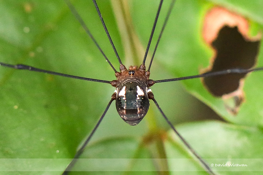 Harvestman - Daddy Longlegs - Singapore Geographic