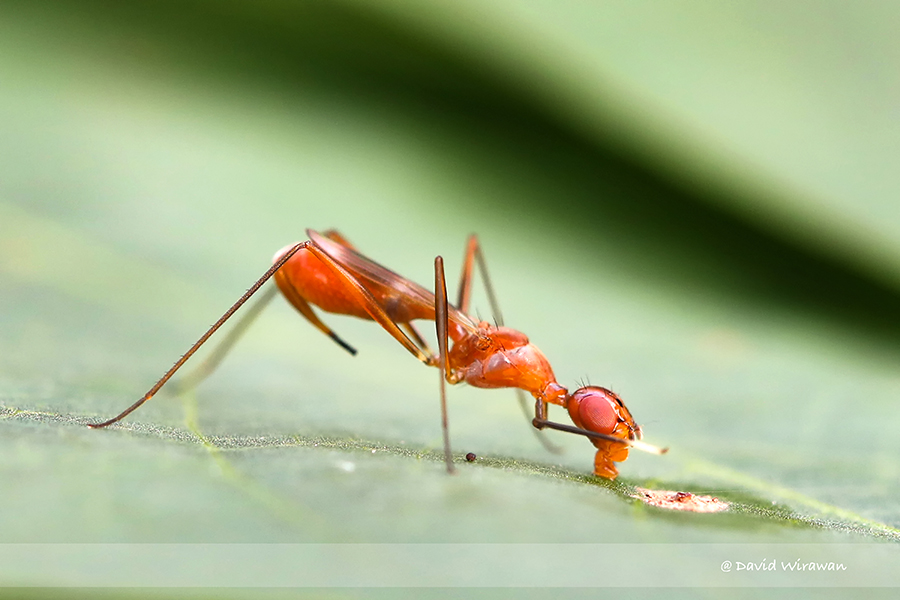 Micropezid fly - Singapore Geographic