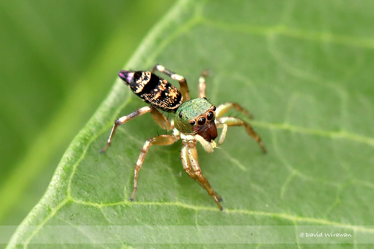 Cosmophasis Sp - Singapore Geographic