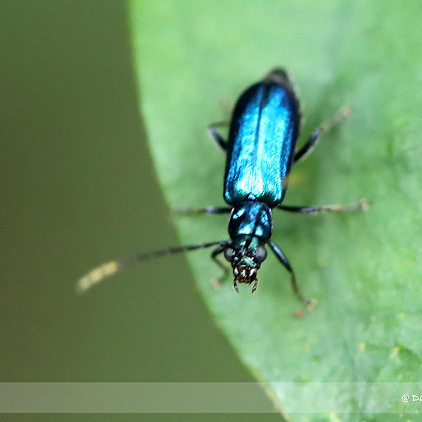 Insect Checklist - Singapore Geographic