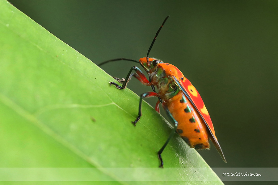 Cantao ocellatus - Singapore Geographic