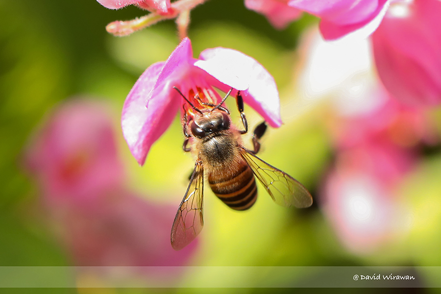 Asian Honey Bee - Apis cerana - Singapore Geographic