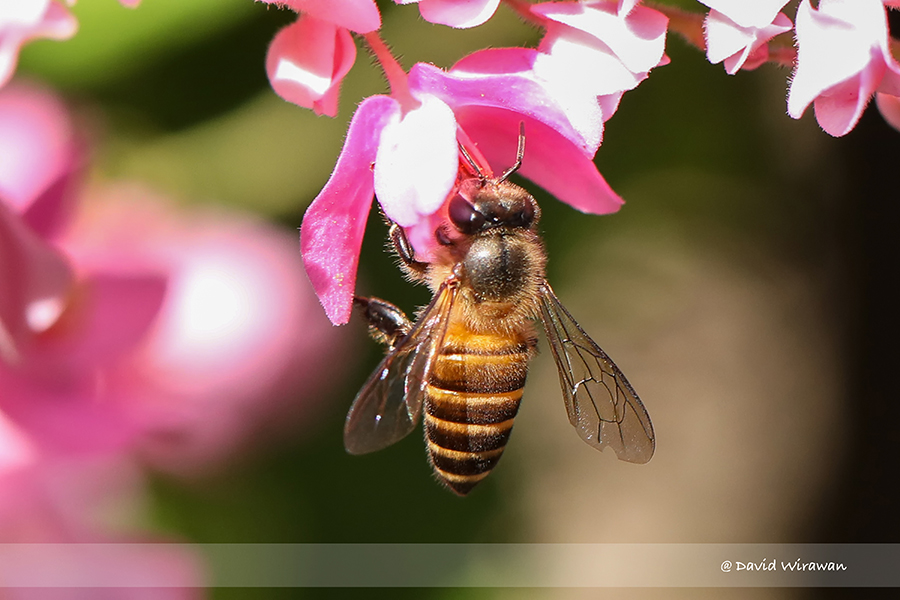 Asian Honey Bee - Apis cerana Bee - Wasp - Hornet Singapore Geographic