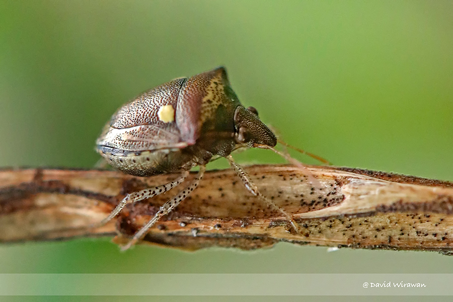 Shield Bug - Eysarcoris sp - Singapore Geographic