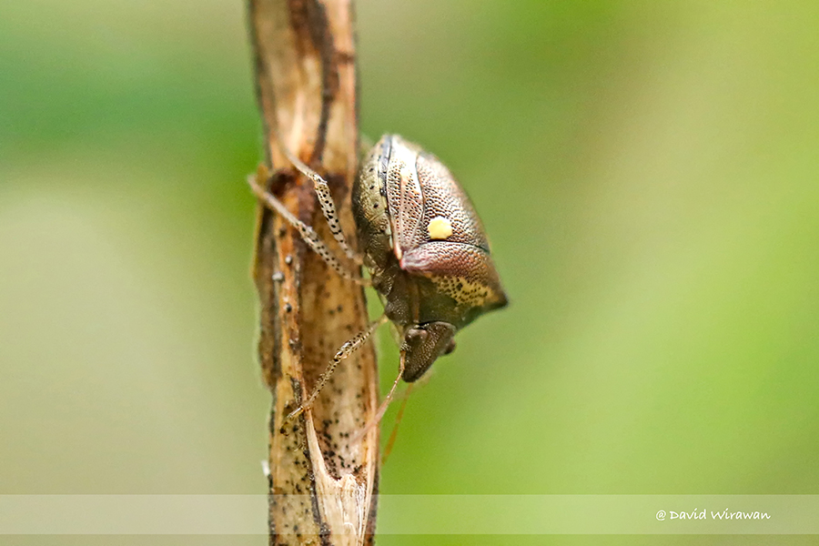 Shield Bug - Eysarcoris Sp - Singapore Geographic