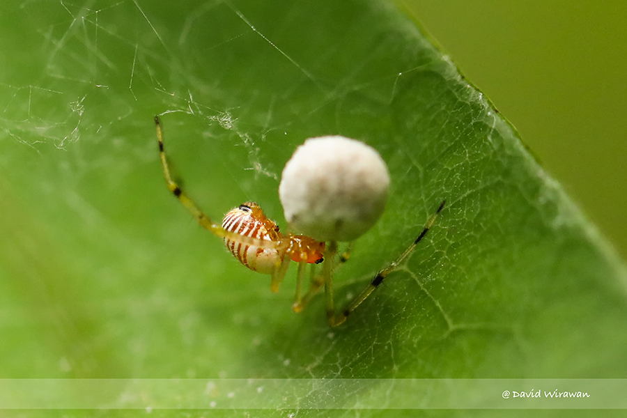 Theridion sp - Singapore Geographic