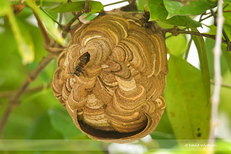 Yellow-vented hornet - Singapore Geographic