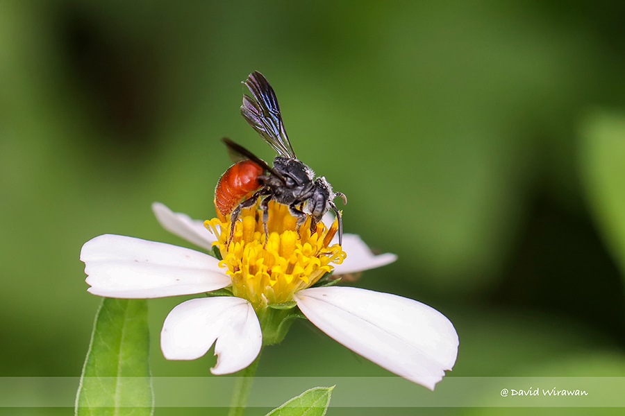 Euaspis polynesia - Singapore Geographic