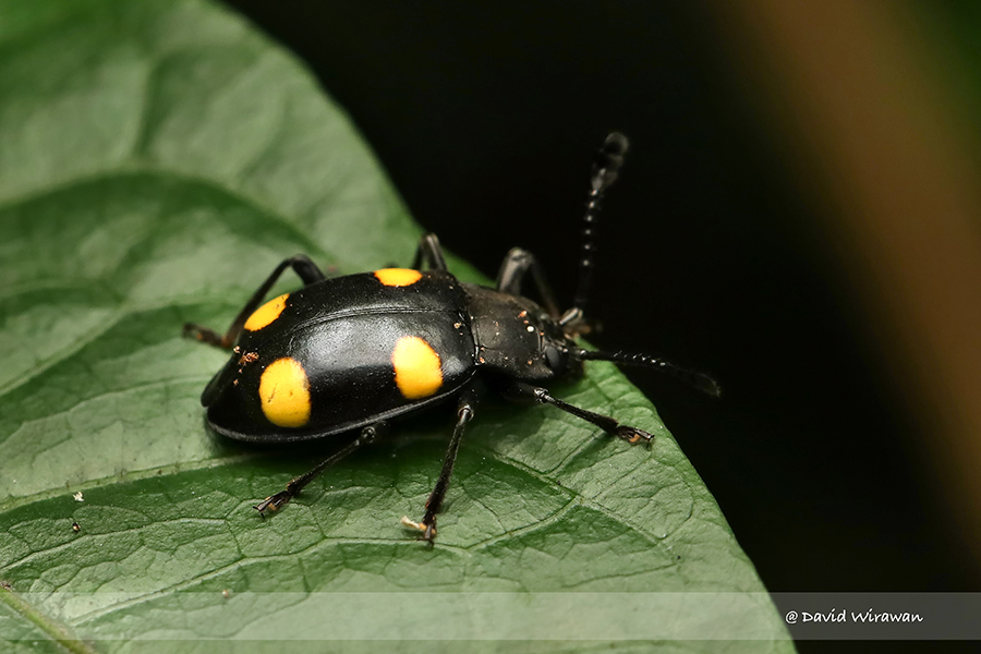 Eumorphus quadriguttatus - Singapore Geographic