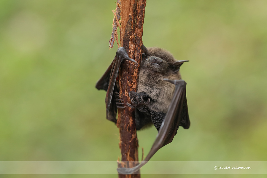 Insectivorous Bat - Singapore Geographic