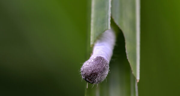 Caterpillar Archives Singapore Geographic