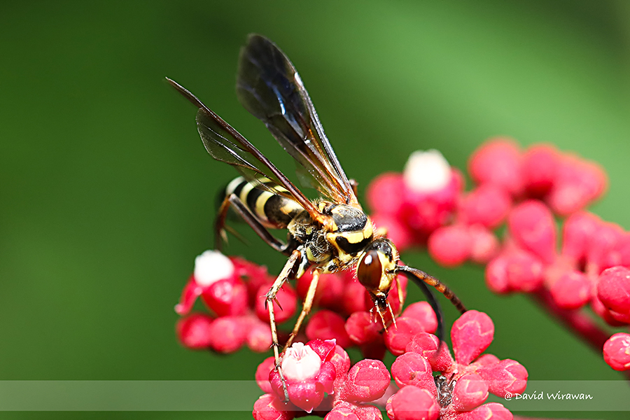 Pompilid Wasp - Singapore Geographic