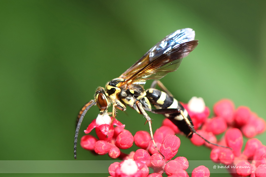 Pompilid Wasp - Singapore Geographic