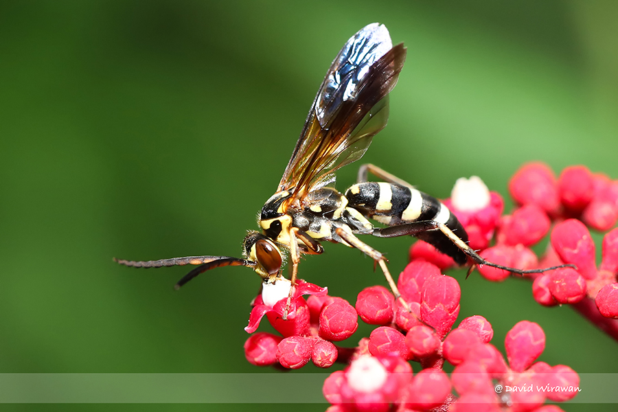 Pompilid Wasp - Singapore Geographic