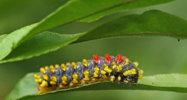 Caterpillars of Singapore - Singapore Geographic