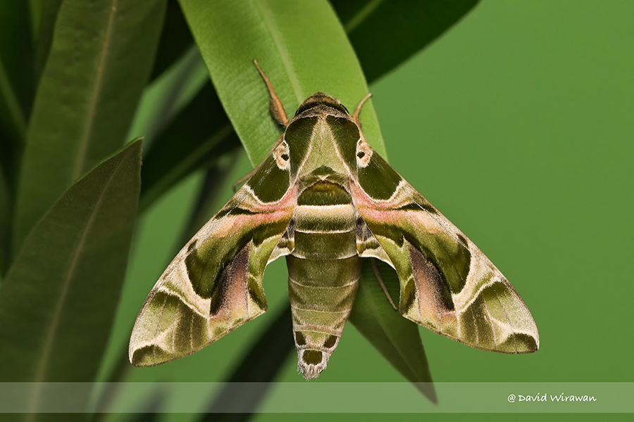 Oleander Hawk Moth - Singapore Geographic