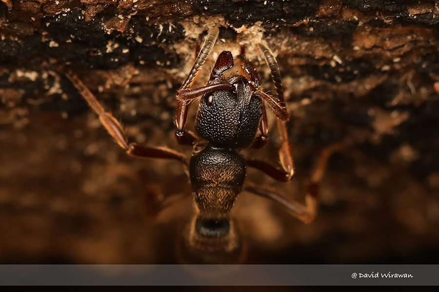 Pseudoneoponera rufipes - Singapore Geographic