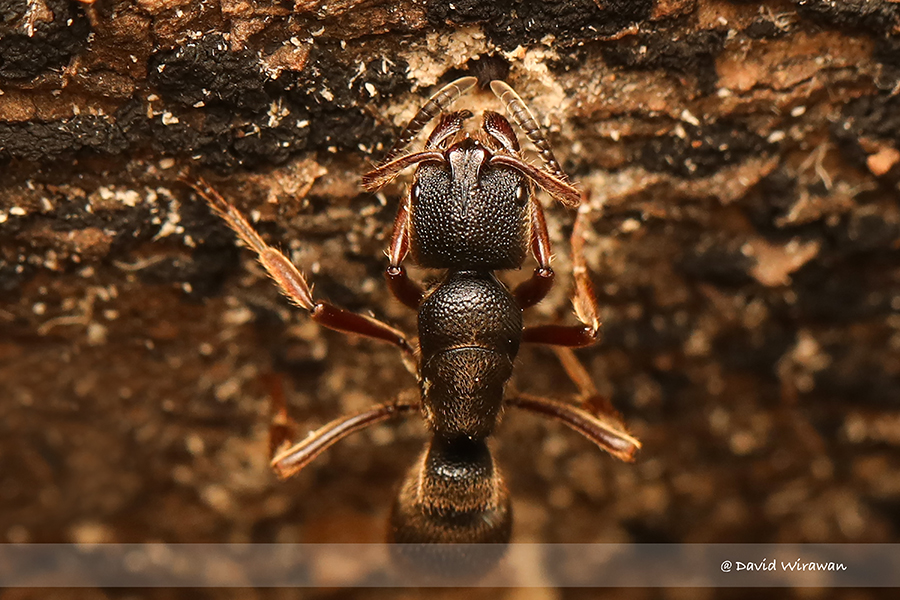 Pseudoneoponera rufipes - Singapore Geographic