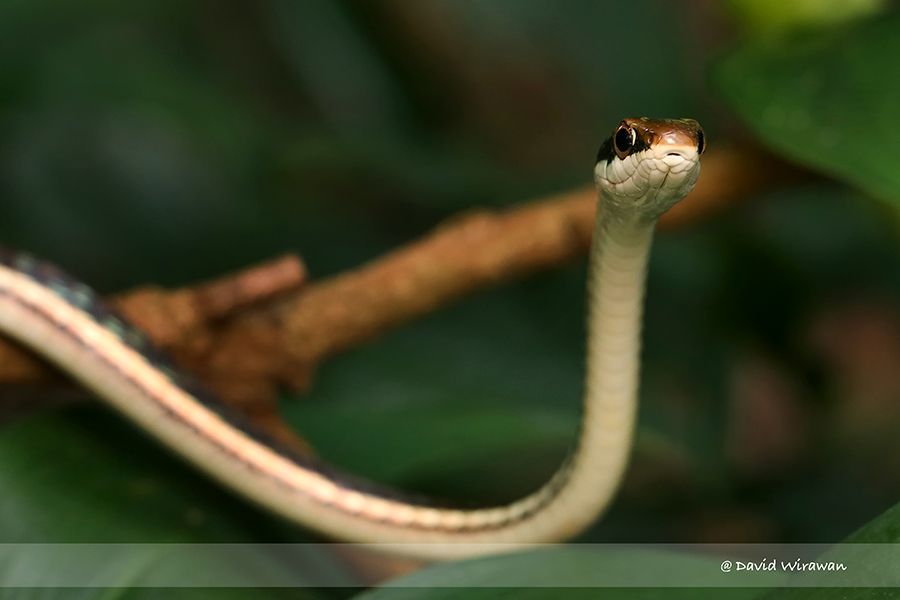 Painted Bronzeback - Singapore Geographic