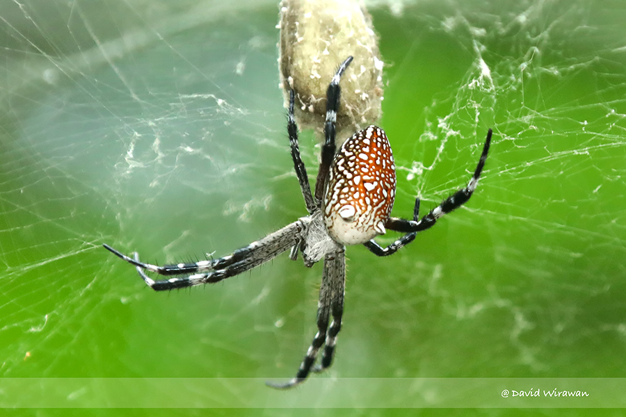 Tent Web Spider Cyrtophora Moluccensis Singapore Geographic 