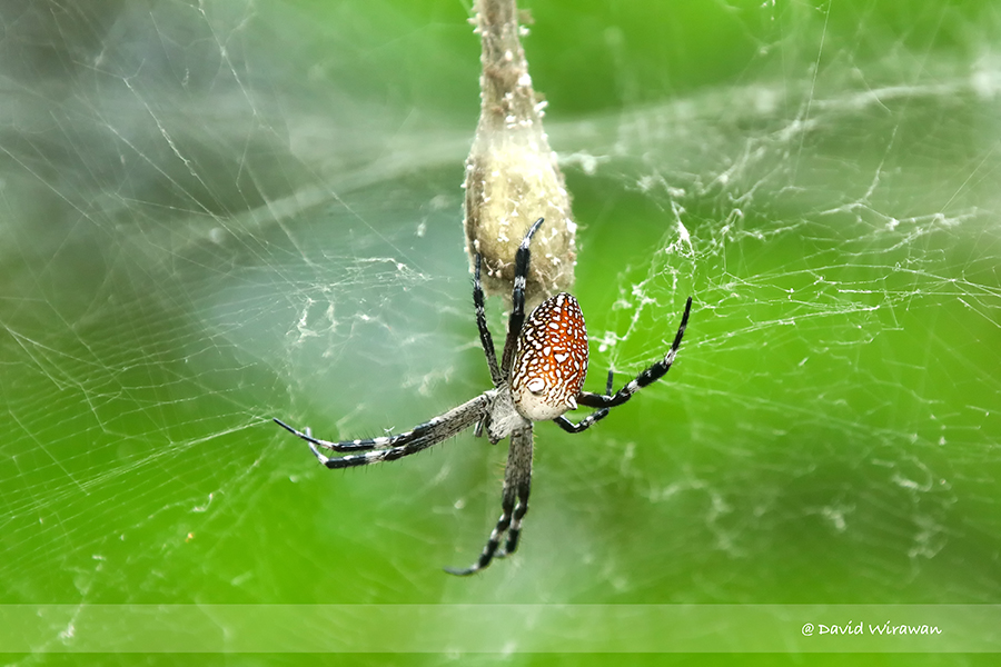 Tent-web Spider - Cyrtophora Moluccensis - Singapore Geographic