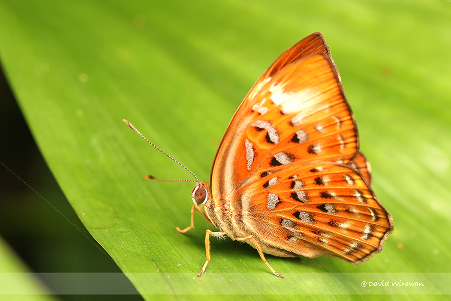 Harlequin - Singapore Geographic