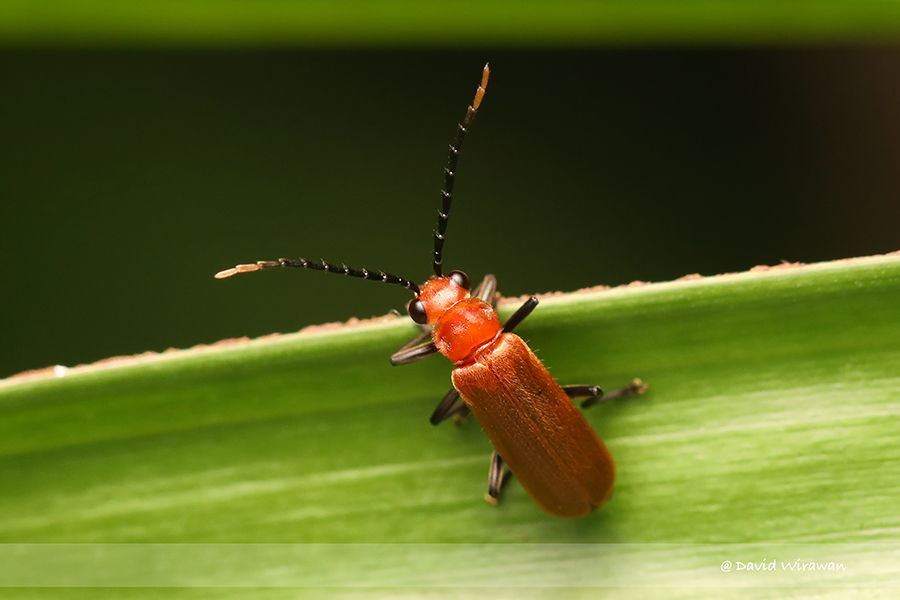 Soldier beetle - Polemiosilis sp - Singapore Geographic