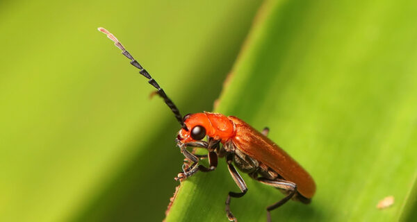 Beetle Archives - Singapore Geographic