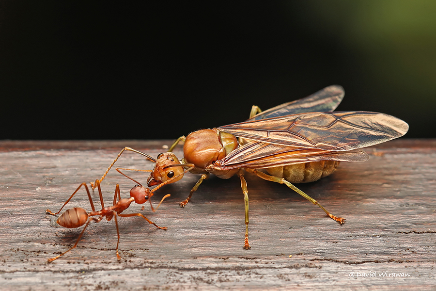 Weaver Ant Queen - Singapore Geographic