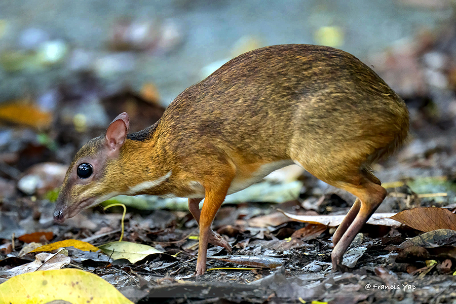 Lesser mouse-deer - Singapore Geographic